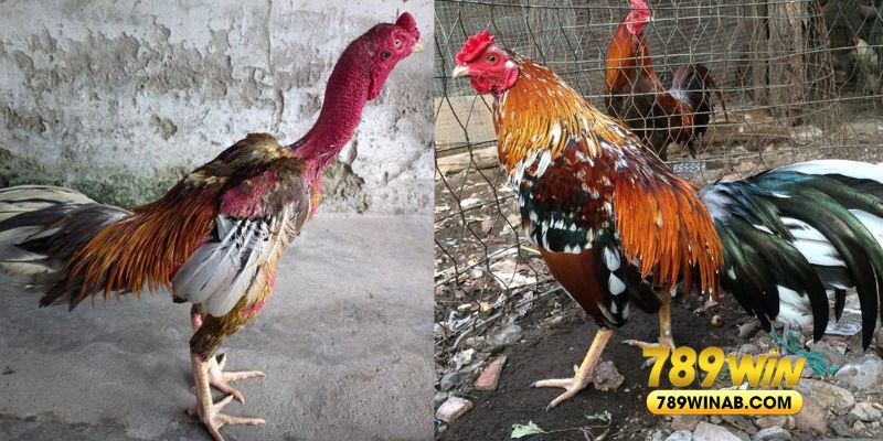 Giới thiệu về tướng gà chọi thần kê được các sư kê săn lùng